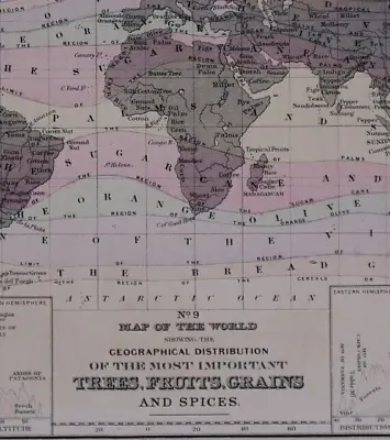 1878 Mitchell's School Atlas Map Of The WORLD - TREES FRUITS GRAINS & SPICES • $18