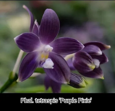 $60 • Buy FPOrchids Phalaenopsis Tetraspis 'Jiaho Purple Pixie' Mc - Tubestock