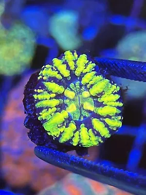 Button Scolymia - Reef Kingdom Coral Salt Water Tank WYSIWYG • $45