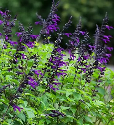 Salvia Plug Plants Pick And Mix Pay Only One Postage Cost Variety Of Flowers • £3.29