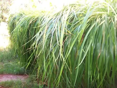 3 Live Canadian Strain Sweet Grass Plants In Plugs. Longest Growing • $21