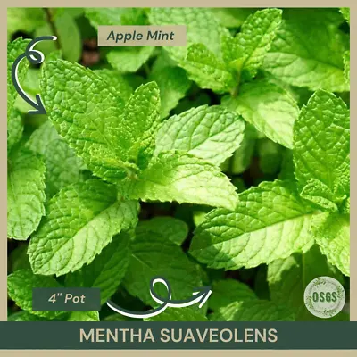 4'' Pot | Mentha Suaveolens | Apple Mint | Live Plant | Herbal Tea • $12