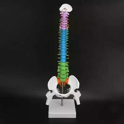 Colored Life Size Flexible Anatomical Human Skeleton Spine Model W/ Pelvis Femur • $27.52