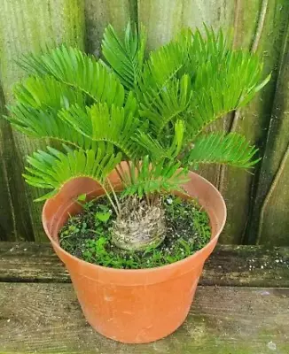 Zamia Pumila  Coontie Palm' Rare  Florida Native Cycadaceae Cycad 10  • $34