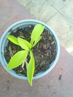 £3.50 • Buy Hosta Ground Sulphur