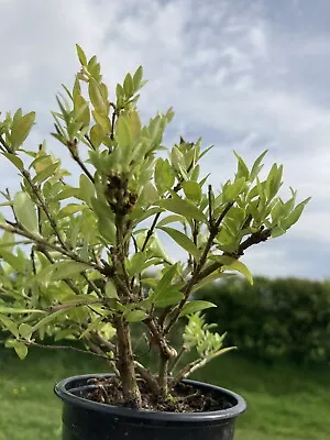 £4.97 • Buy Lonicera Ligustrina Var. Pileata 'Loughall Evergreen' Privet Honeysuckle 9cm Pot