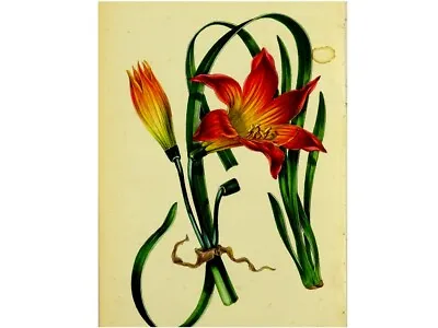   AMARYLLIS PLANTS HABRANTHUS PRATENSIS Orig Old Color. Litho. Paxtons 1836 • $15.44