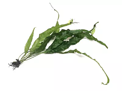 £3.99 • Buy Bolbitis Heteroclita Long Tails Live Aquarium Aquatic Plants Tropical Fish Tank