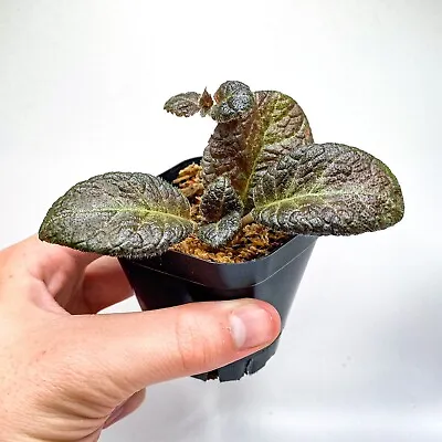 Episcia Sp. 'European Seed' (2.5  Pot) / Live Terrarium Plant / Houseplant • $26.95