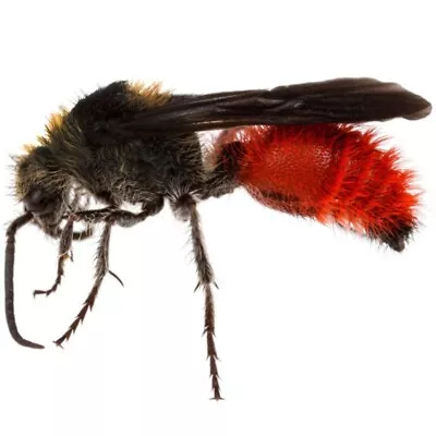 Dasymutilla Mutillidae Red Velvet Ant Cow Killer Male Arizona USA • $26