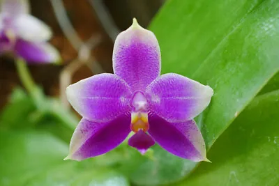 $50 • Buy Orchid Phalaenopsis Violacea Species  **NEW**
