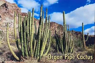 Postcard -  Organ Pipe Cactus - Arizona • $1