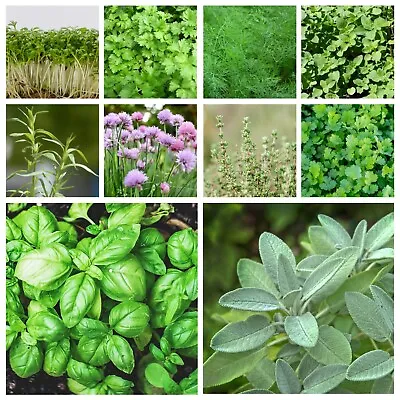 £1.39 • Buy Herb Seeds CHOOSE FROM MANY Herb Garden Windowsill Indoor Outdoor Easy Grow Seed