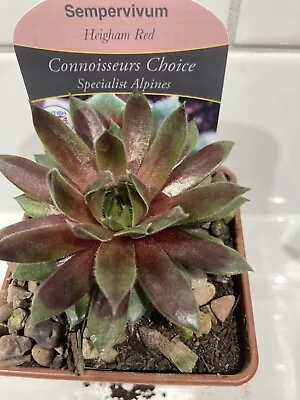 Sempervivum HEIGHAM RED Alpine Succulent Chicks Trough Plants Garden Houseleek • £5.97