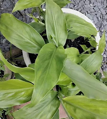 Japanese Ginger ~ Zingiber Myoga - Emerging Garden Ready Plant In 9cm Pot • £5.55