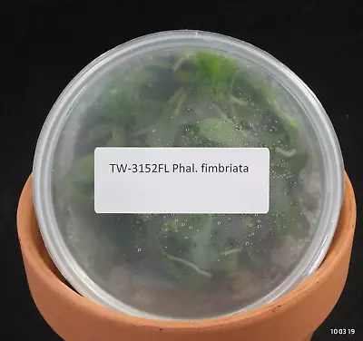 £76.91 • Buy FLASK Phal. Fimbriata