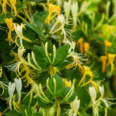 Honeysuckle Shrubs Flower Garden Plants 'Hall's Prolific' 1 Or 2 X 3L Pots T&M • £41.99