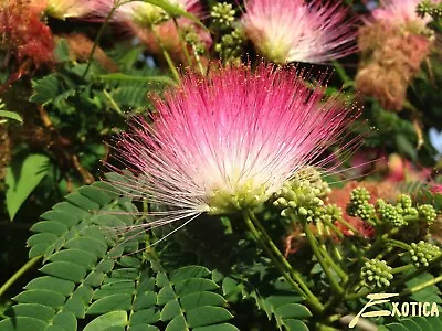 10 Pink Mimosa Tree Seeds Silk Tree Albizia Julibrissin Perennial • $3.95