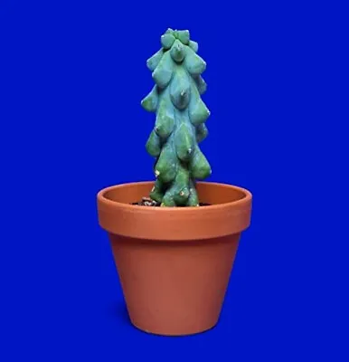 RARE Myrtillocactus Geometrizans -fukurokuryuzinboku-  (BOOBIE Cactus)  20 SEEDS • $9.99