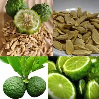 100+ Dried Thai Lime Kaffir Citrus Hystrix Lime Seeds Makrut Lime Seeds • £13.14