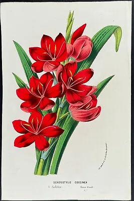 Van Houtte - Kaffir River Or Crimson Lily. 670 - 1845 Flore Des Serres Litho • £77.10