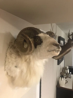 $1199 • Buy Bighorn Sheep Taxidermy