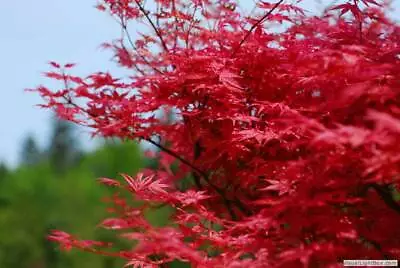 Acer Palmatum Beni Maiko In 9cm Pot Ideal Bonsai Subject Similar To Shindeshojo  • £10.75