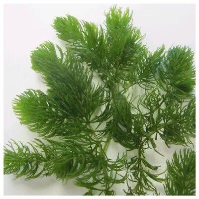 £4.44 • Buy 8 X Stem Hornwort Ceratophyllum Demersum FLOATING Oxygenating Aquatic Plant UK