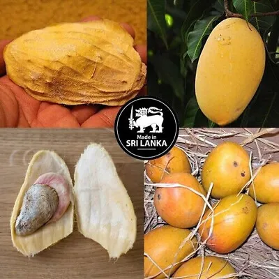 3 Alphonso Mango Seeds Manglifera Outdoor High Germination Planting • $13.65