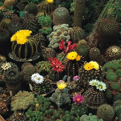 Flower - Cactus - Crown Mix  - 500 Seeds • £4.80