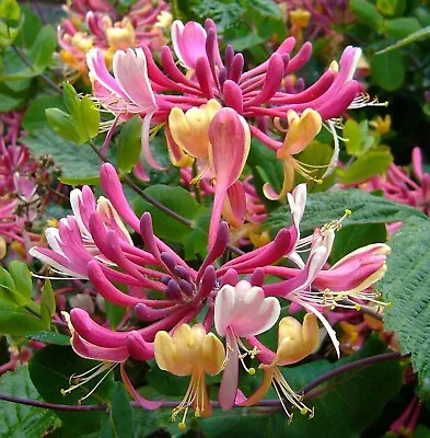 Lonicera Periclymenum Serotina In 9cm Pot  Honeysuckle • £5.25