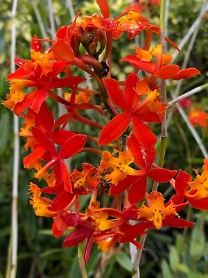 Epidendrum Radicans Orange Orchids For Ground Or Pot (2 Live Cuttings) • $12.95