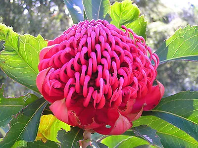 Waratah Shrub Tropicalexotic Plant! Telopea RARE. Easy To Grow FRESH SEEDS • £2.99