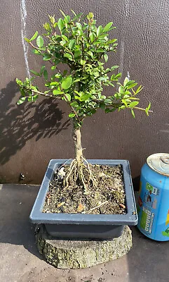 £8.99 • Buy Bonsai Lonicera Starting Tree In Plastic Training Pot Outside