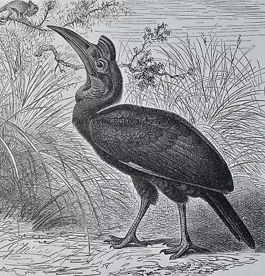 C1895 Antique Print ABYSSINIAN GROUND HORNBILL Royal Natural History - Lydekker • £14.75