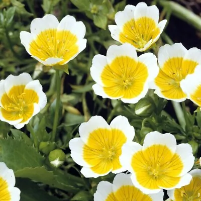 Poached Egg Plant - Limnanthes Douglasii - Seeds • £2.49