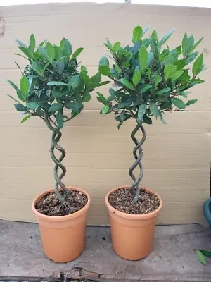 A Pair Of Laurus Nobilis Bay Double Twisted Stem 80cm • £70