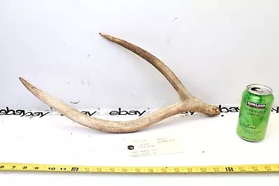 Elk Shed Wild Antler Horn Rack BROKEN OFF BROWN TIP 2 POINT NATURAL DECOR CRAFT • $43.20