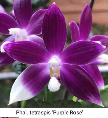 $60 • Buy FPOrchids Phalaenopsis Tetraspis 'Purple Rose' Mc - Tubestock
