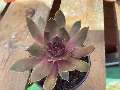 A Big Sam Pink Pomelo Sempervivum Plant. • £5