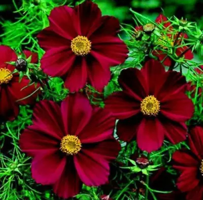 200 Dark Red Cosmos Seeds Cosmos Bipinnatus Calliopsis Seed Garden Flowers • £2.99