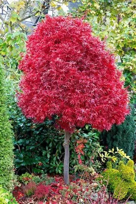 Acer Tree Twombley's Red Sentinel Japanese Maple 3L Pot 60cm Plants To Your Door • £28.99