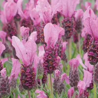 Lavender FAIRY WINGS Pink In A 2 Litre Pot With Colour Care Card • £12