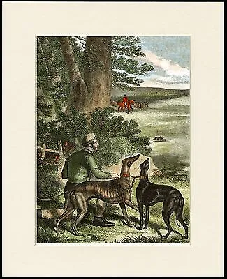 Greyhound Man And Dogs In The Slips Coursing Old Style Image Dog Print Mounted • £6.99