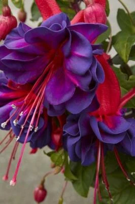 £4.95 • Buy Pack X6 Trailing Giant Fuchsia 'Voodoo' Summer Garden Plug Plants