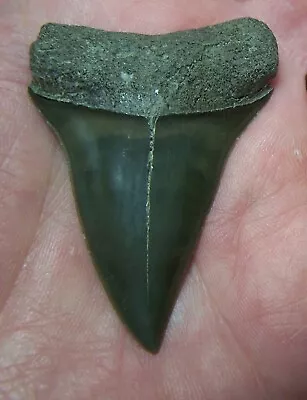 Mako Shark Tooth  2 3/16  Shark Teeth Megalodon Fossil Jaw Scuba Diver Fishing • $33