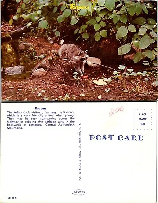 One(1) New York(NY) Central Adirondack Mountains Racoon Raccoon Vintage Postcard • $9.89