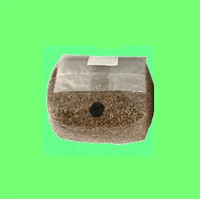 3 Lb Sterilized Rye Berry Grain Mushroom Spawn Bag With Injection Port • $11.50