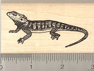 Bearded Dragon Rubber Stamp Pogona Reptile Lizard Of Australia J4404 WM • $18