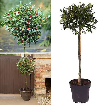 Standard Holly Trees Large X 2 Blue Maid Female Evergreen 80-100cm Tall In Pots • £84.99